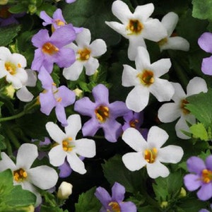 May include: A close-up of a cluster of small, delicate flowers. The flowers are a mix of white and light purple, with yellow centers. The flowers are growing in a garden setting.