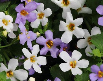 BIN#2R5D1 Fusables Bacopa Utopia Seeds 25 Multi Pelleted  Bacopa Seeds Fuseables