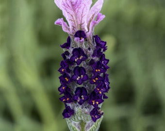 Lavandula Seeds Castilliano 2.0 Lilac Seeds Lavender Seeds 25 Seed Pack Spanish Lavender