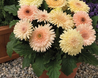 Gerbera Daisy Seeds 15 Seeds Gerbera Cartwheel Chardonnay