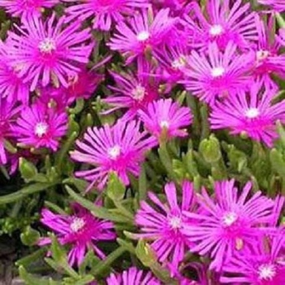 Seeds & Bulbs PERENNIAL DELOSPERMA PURPLE ICE PLANT FLOWER ...