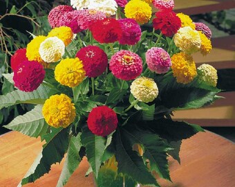 Zinnia Seeds Oklahoma Mix 50 Seeds