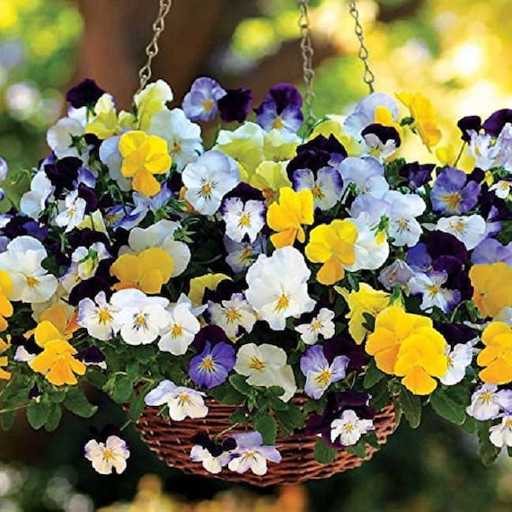 Flower Cool Wave Violet Wing F1-200 Seeds Bulk Pansy