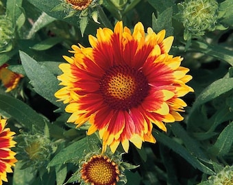 Flower Seeds 50 Gaillardia Seeds Arizona Sun Blanket Flowers