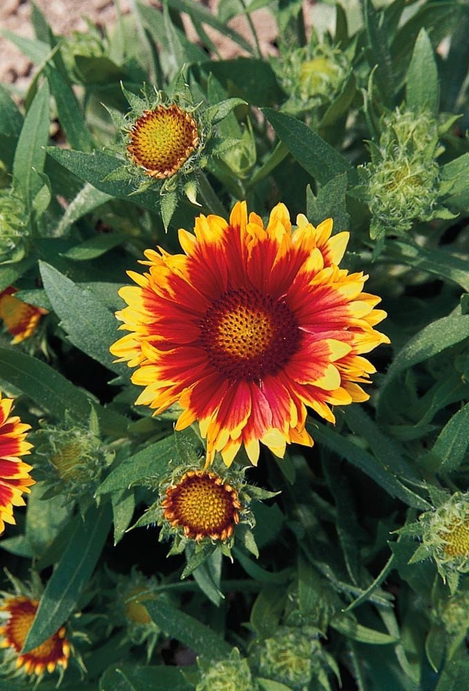 50 Gaillardia Seeds Arizona Sun Blanket Flower Seeds Etsy