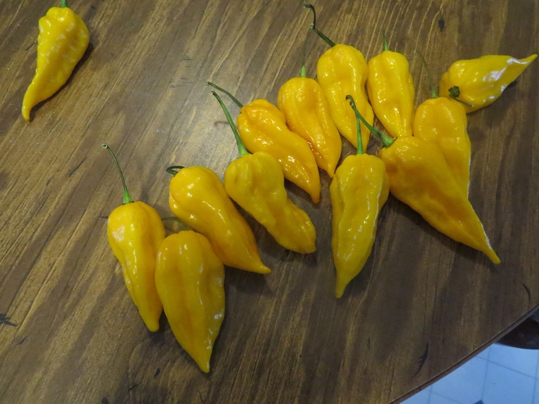 50 Pepper Seeds Bhut Jolokia Yellow Ghost Pepper - Etsy
