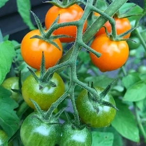 MPB#6 Sun Gold Tomato Seeds F1 Hybrid 15 thru 250 Seeds You Pick