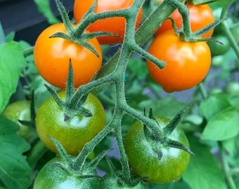 MPB#6 Sun Gold Tomato Seeds F1 Hybrid 15 thru 250 Seeds You Pick