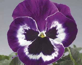 Flower Seeds 35 Long-Lasting Annual Pansy Delta Fire-with Face 