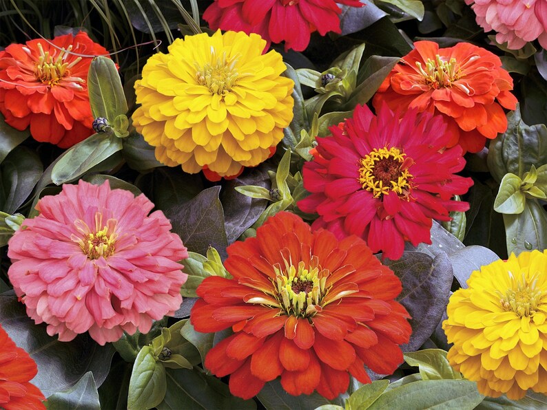 Zinnia Seeds Zinnia Short Stuff Fire Mix 25 Flower Seeds Etsy