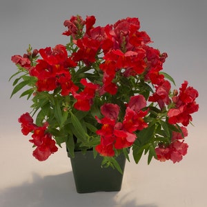 Snapdragon Seeds Floral Showers Scarlet 50 Seeds