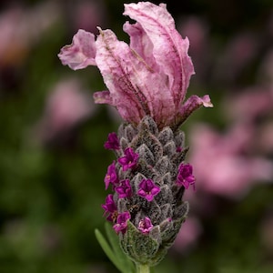 Lavandula Seeds Castilliano 2.0 Rose Seeds Lavender Seeds 25 Seed Pack Spanish Lavender