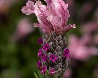 Lavandula Seeds Castilliano 2.0 Rose Seeds Lavender Seeds 25 Seed Pack Spanish Lavender