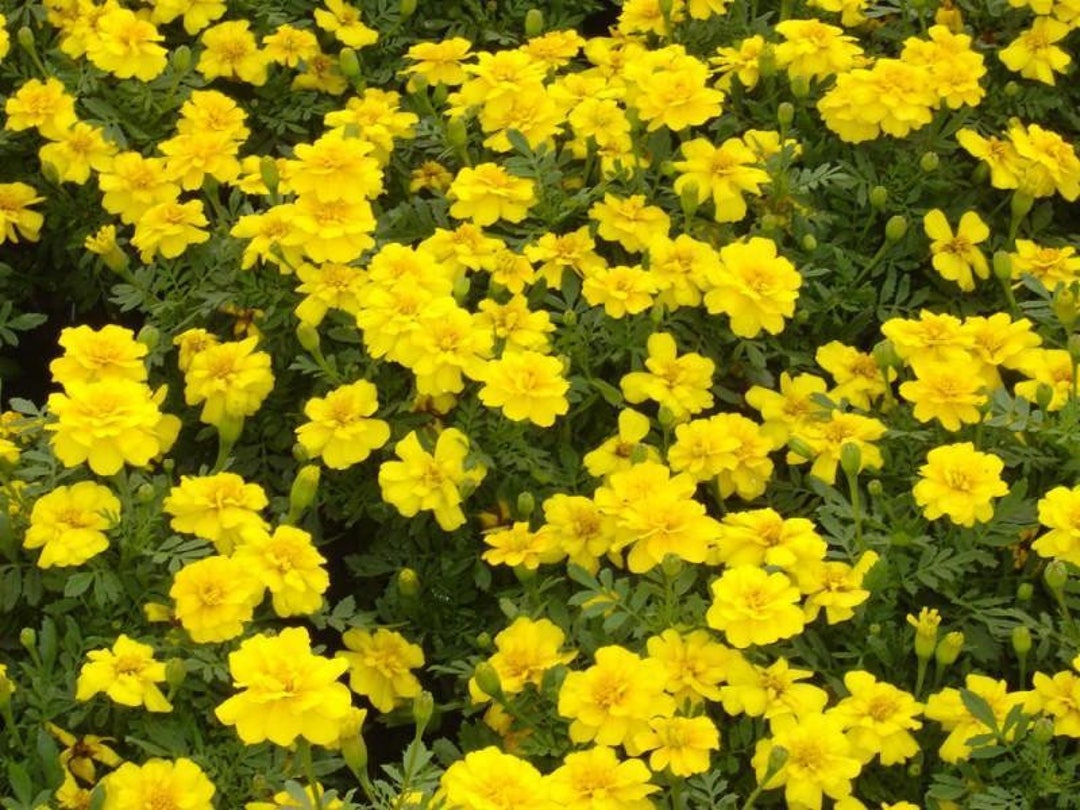 1,000 Bulk Marigold Seeds Marigold Durango Yellow Etsy