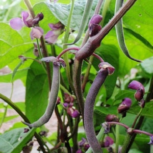 50 Seeds Bean Bush Royal Burgundy Seeds Bean Seeds