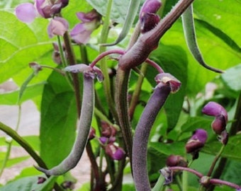 50 Seeds Bean Bush Royal Burgundy Seeds Bean Seeds