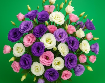 Lisianthus Seeds Echo Mix 50 Pelleted Seeds Flower Seeds