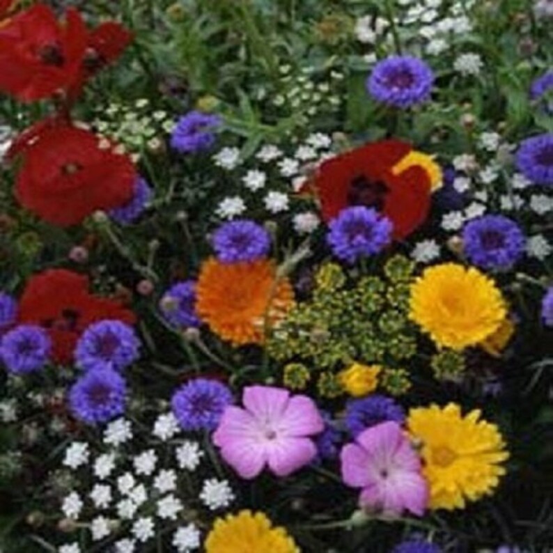 250 Seeds Tall Annual Cut Flower Mix Etsy