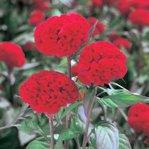 Celosia Seeds 50 Seeds Celosia Kurume Scarlet Cockscomb Seeds