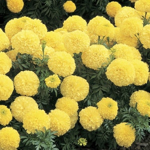 Marigold Seeds African Marigold Inca Primrose 25 Seeds Large Blooms