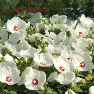 50 Bulk Hibiscus Seeds Luna White Hardy Hibiscus Perennial Seeds
