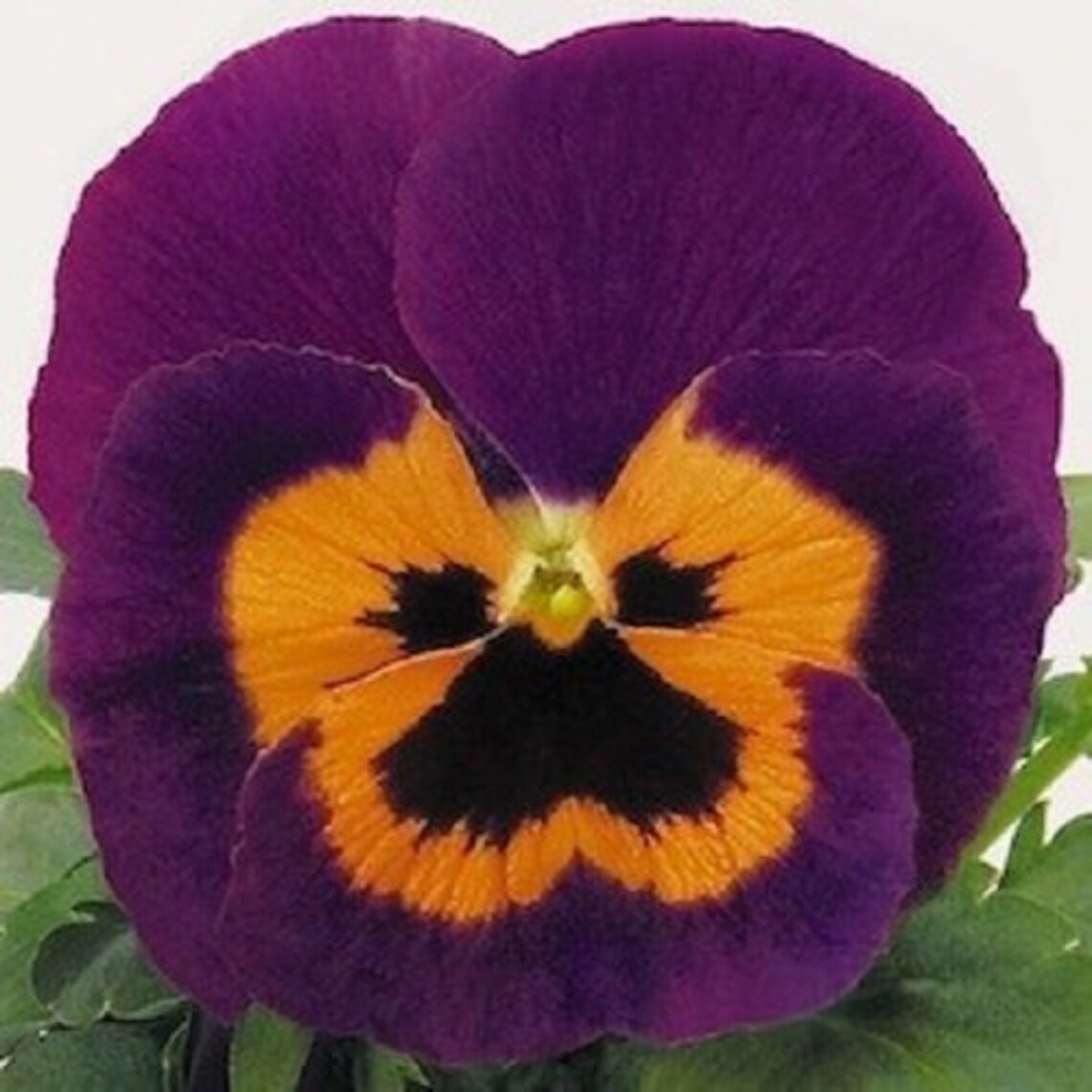 Pansy Seeds Joker Violet and Gold Viola Seeds 25 Thru 500 Etsy