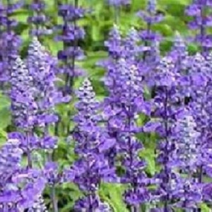 Salvia Seeds Farinacea Strata 50 Seeds Flower Seeds