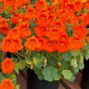 Nasturtium Seeds 25 Nasturtium Baby Orange Seeds