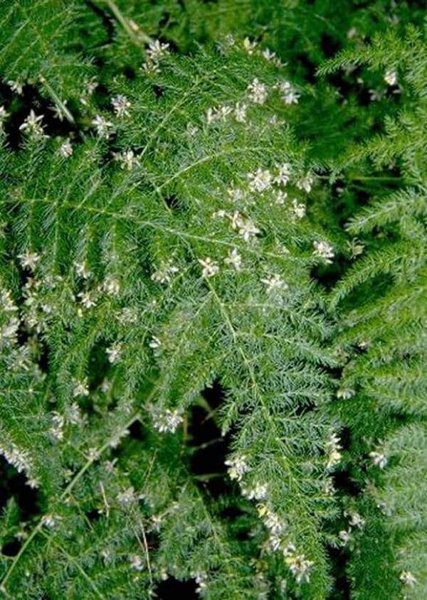 MPB5 Asparagus Fern Seeds Asparagus Plumosus Nanus Climbing Etsy