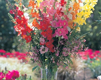 Seed Mix 50 Snapdragon Seeds Chantilly Mix Cut Flower Seeds Floral Arrangements