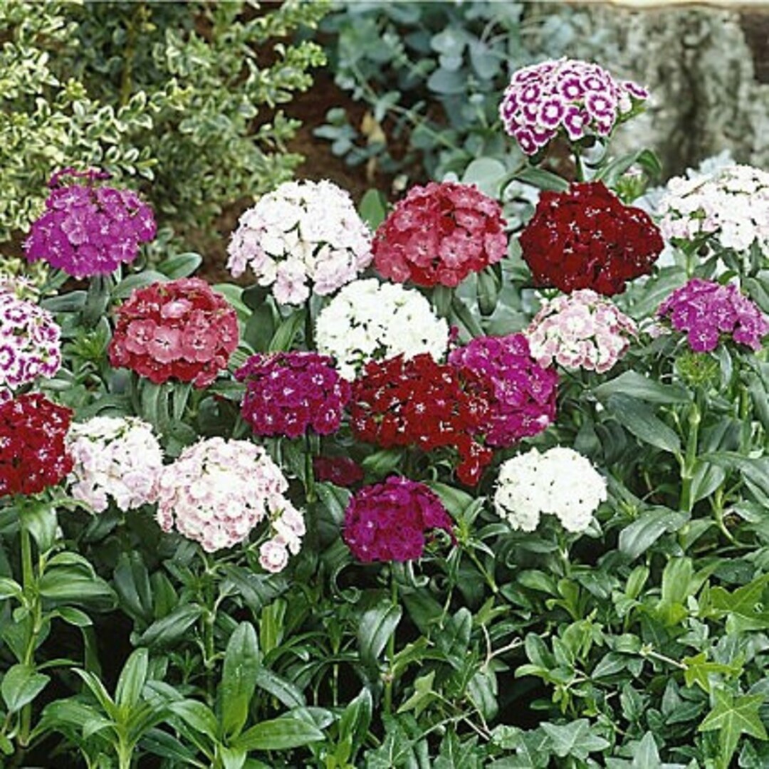 Flower Seeds 500 Sweet William Mix Flower Seeds - Etsy Canada