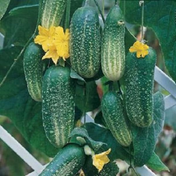 MPB#9 Cucumber Seeds Cool Breeze F1 Hybrid 25 thru 250 Seeds You Pick