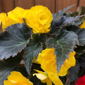 MPB#6 Begonia Seeds Nonstop Mocca Yellow 15 thru 250 Pelleted Seeds tuberous begonia