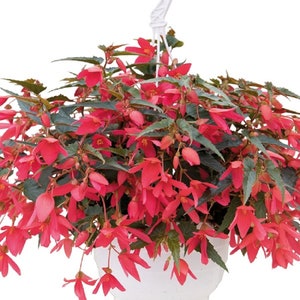 Begonia Seeds Boliviensis Begonia F1 Groovy Rose 15 Pelleted Seeds
