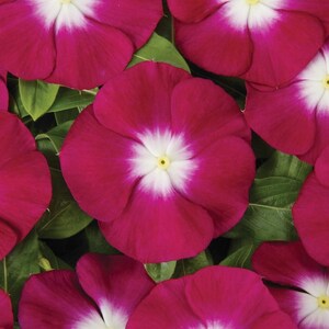 Vinca Seeds 50 Seeds Vinca Sunsplash Burgundy Halo