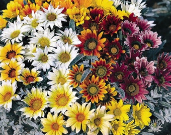 MPB#12 Gazania Seeds Talent Mix 25 thru 500 Seeds Flower Seeds