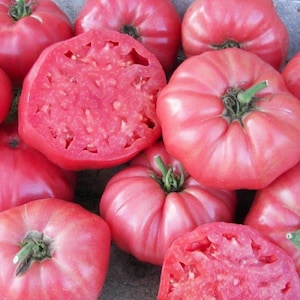 Heirloom Tomato Seeds Brandywine Tomatoes 25 thru 1,000 Garden Seeds
