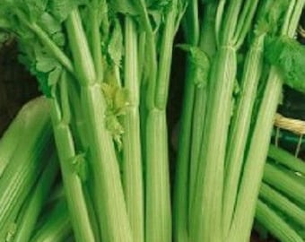 Vegetable Seeds 3,000 Celery Seeds Utah 52-70 Garden Seeds