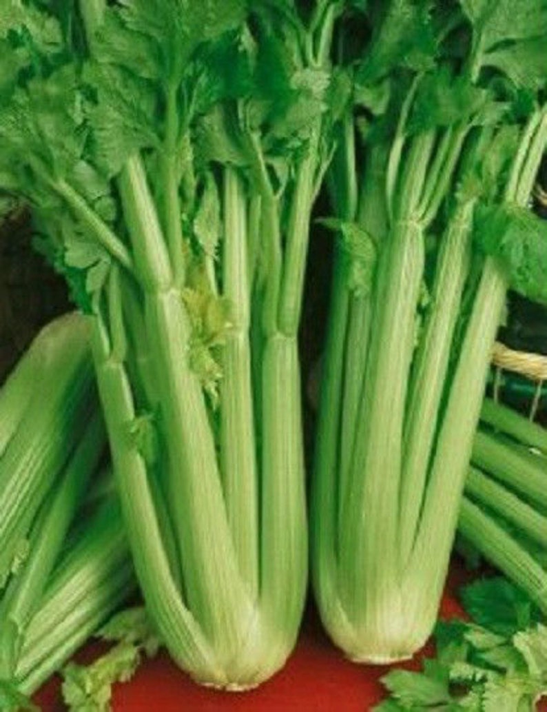 May include: Fresh, vibrant green celery stalks with leafy tops. The image showcases multiple bunches of celery, highlighting their crisp texture and natural color. A healthy and nutritious vegetable.