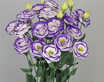 Floral Lisianthus Seeds Arosa 3 Blue Picotee 25 Flower Seeds