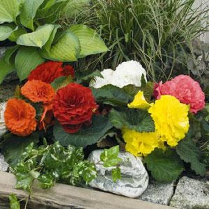 Begonia Seeds Bliss Mix 15 Pelleted Seeds Tuberous Begonia image 1