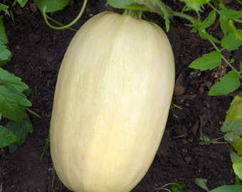 May include: A large, pale yellow squash growing on a vine in a garden. The squash is oval-shaped and has a smooth, slightly bumpy texture.