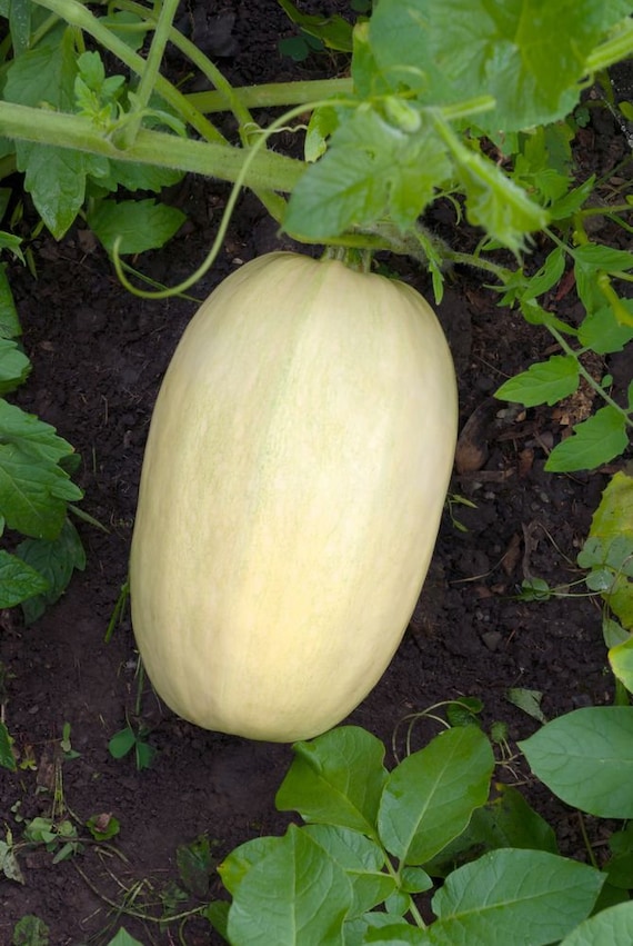 Tivoli Squash Spaghetti Squash Seeds 25 F1 Seeds Mini Etsy