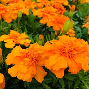 Marigold Seeds Marigold Durango Orange 50 Seeds