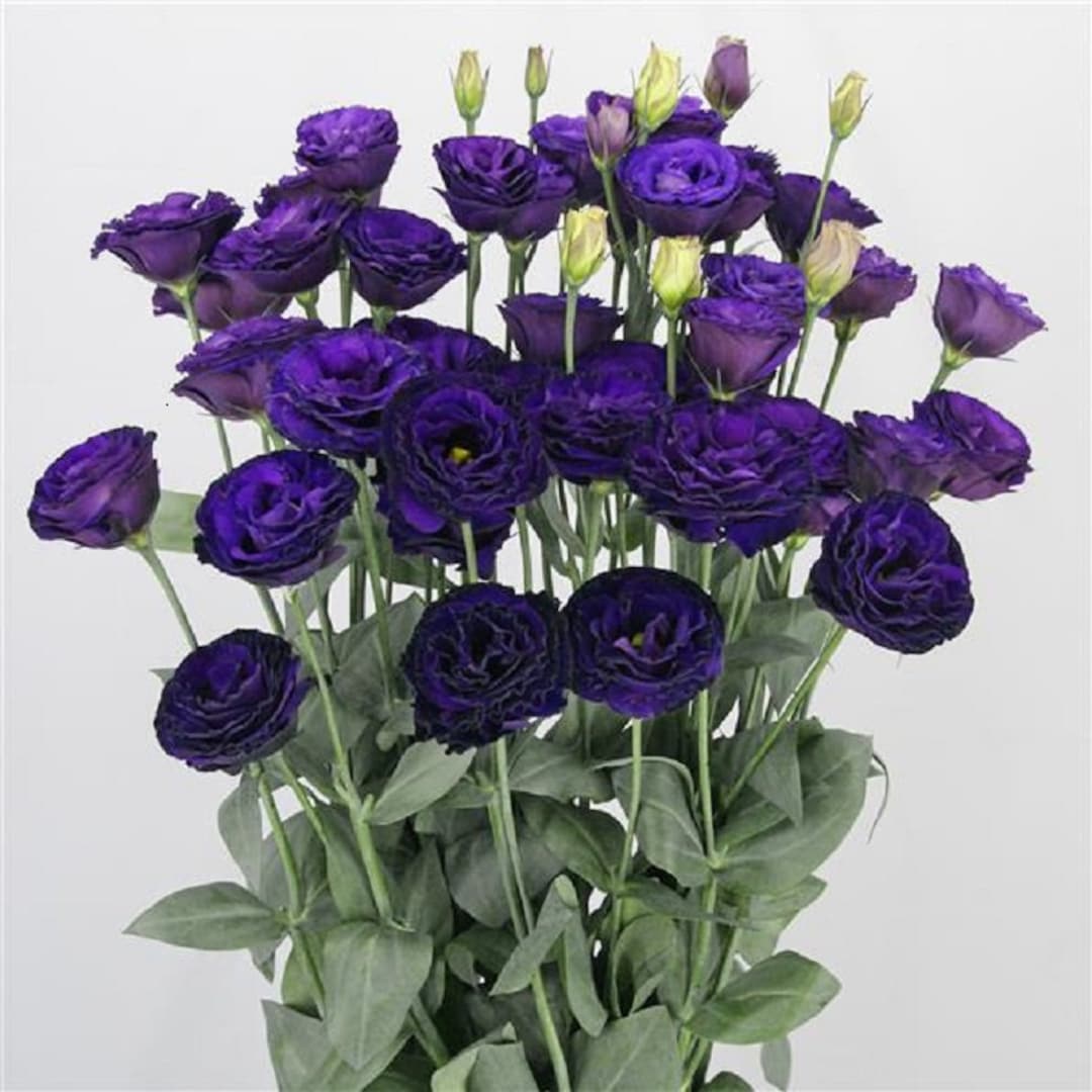 25 Lisianthus Seeds Lisianthus Arosa 3 Violet Cut Flower Etsy