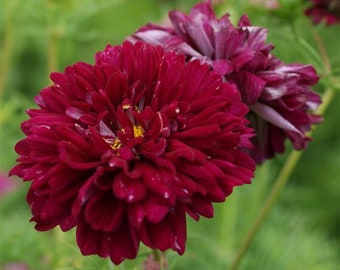 25 Cosmos Seeds Cosmos Double Click Cranberries Flower Seeds Cut Flowers