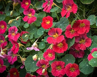 Nasturtium Seeds 25 Nasturtium Tip Top Rose Seeds