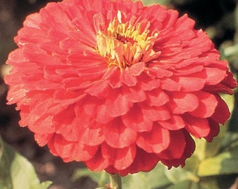 Zinnia Seeds Benary's Giant Coral Flower Seeds 50 Seeds