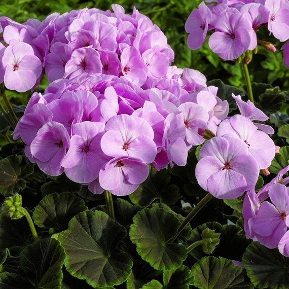 Geranium Seeds 15 Flower Seeds Geranium Cola Apple Blossom Etsy Australia Geranium Seeds 15 Flower Seeds Geranium Cola Apple Blossom Etsy Australia