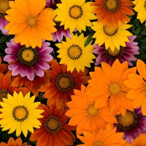 K&ouml;nnte beinhalten: Nahaufnahme einer Vielzahl von bunten Blumen, darunter gelbe, orange, rote und violette. Die Blumen sind alle in voller Bl&uuml;te und haben verschiedene Formen und Gr&ouml;&szlig;en.